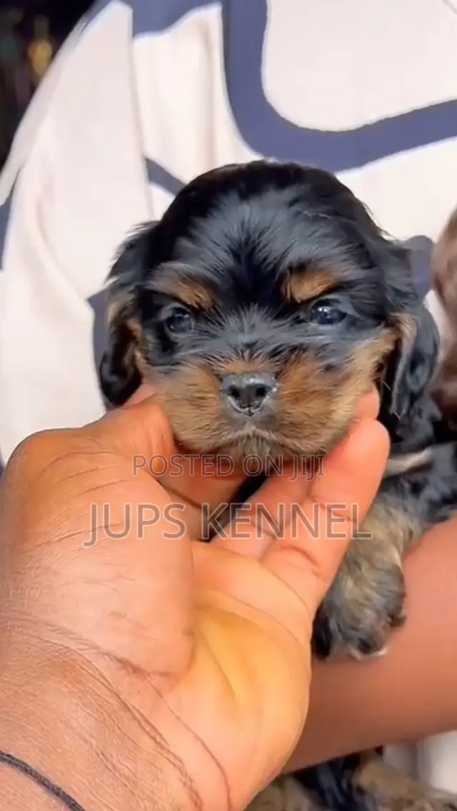 1-3 months Female Purebred Cocker Spaniel