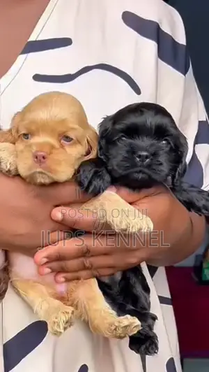 1-3 months Female Purebred Cocker Spaniel