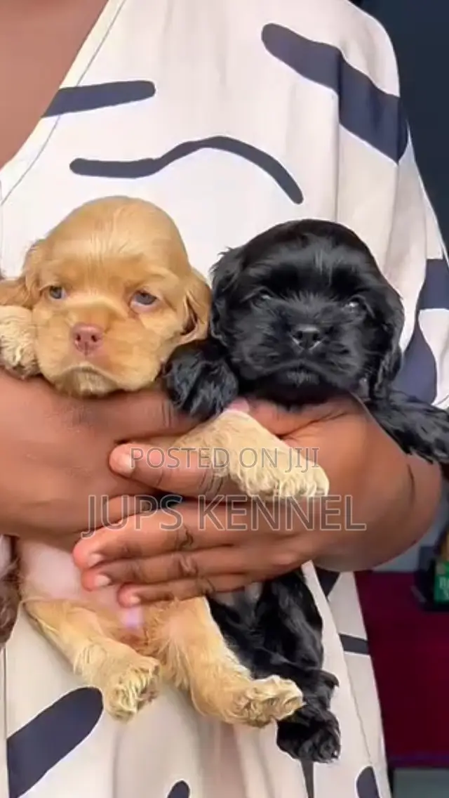 1-3 months Female Purebred Cocker Spaniel