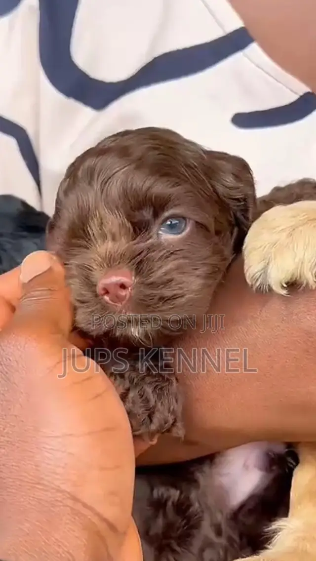 1-3 months Female Purebred Cocker Spaniel