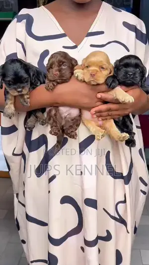 1-3 months Female Purebred Cocker Spaniel