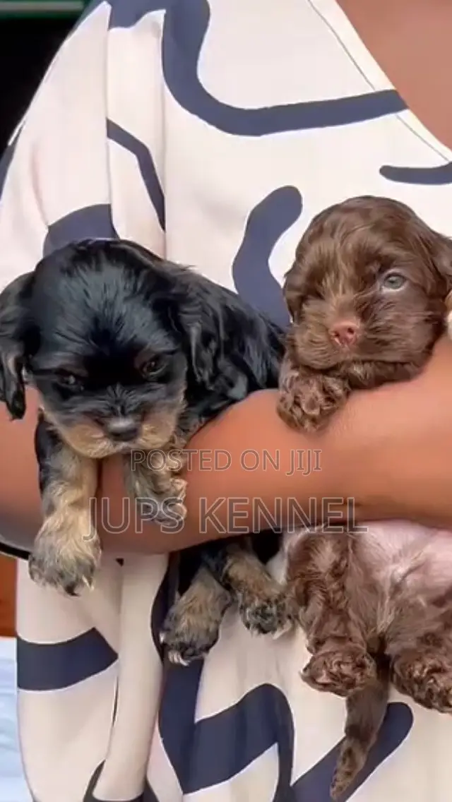 1-3 months Female Purebred Cocker Spaniel