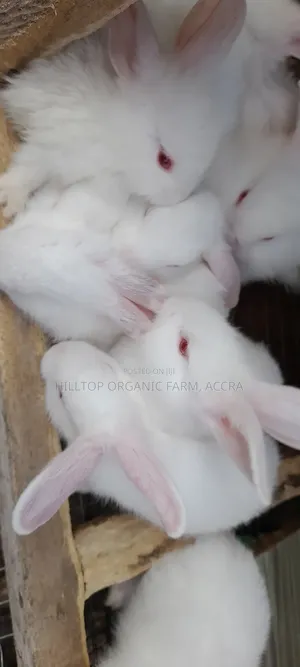 Rabbits in Ghana for sale Prices on Jiji.com.gh