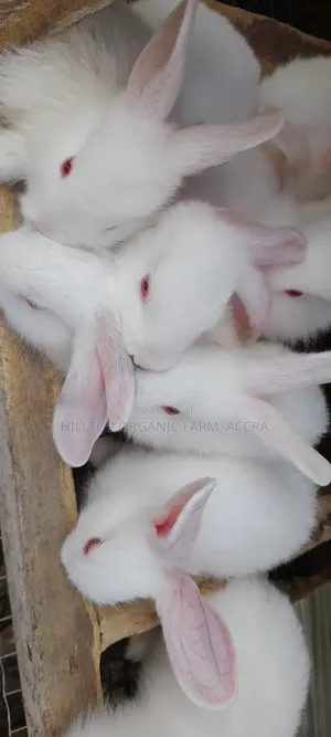Healthy Rabbits for Sale (Foreign Breeds)