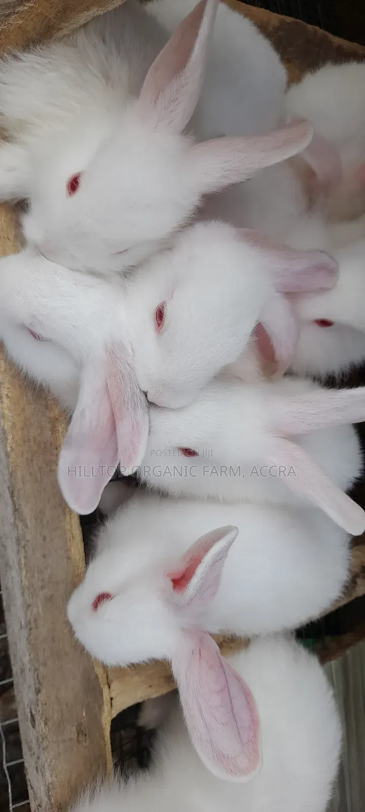 Healthy Rabbits for Sale (Foreign Breeds)