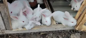 Healthy Rabbits for Sale (Foreign Breeds)