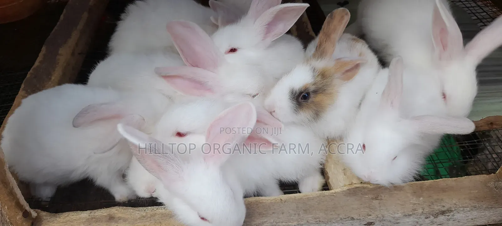 Healthy Rabbits for Sale (Foreign Breeds)