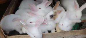 Healthy Rabbits for Sale (Foreign Breeds)