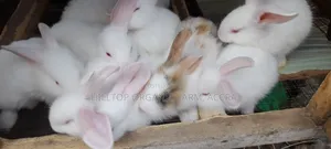 Healthy Rabbits for Sale (Foreign Breeds)