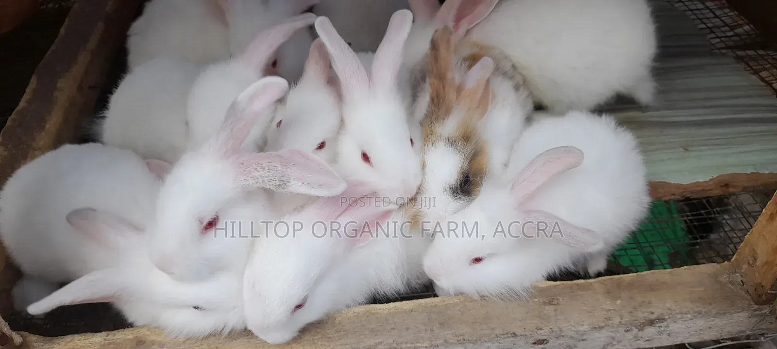 Healthy Rabbits for Sale (Foreign Breeds)