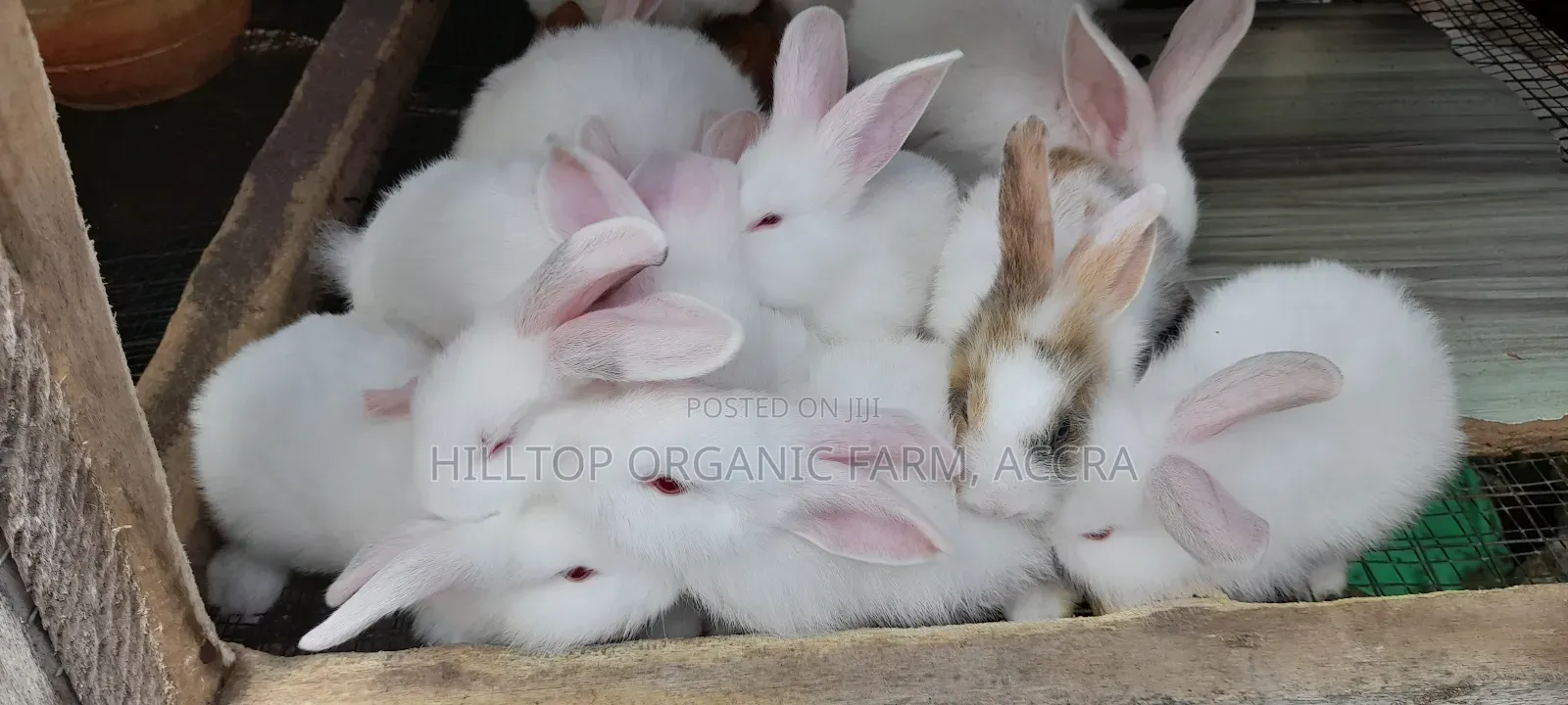 Healthy Rabbits for Sale (Foreign Breeds)