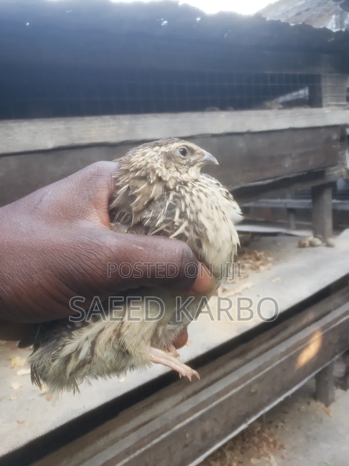 Quail Butchered and 4 Weeks Old Live Birds