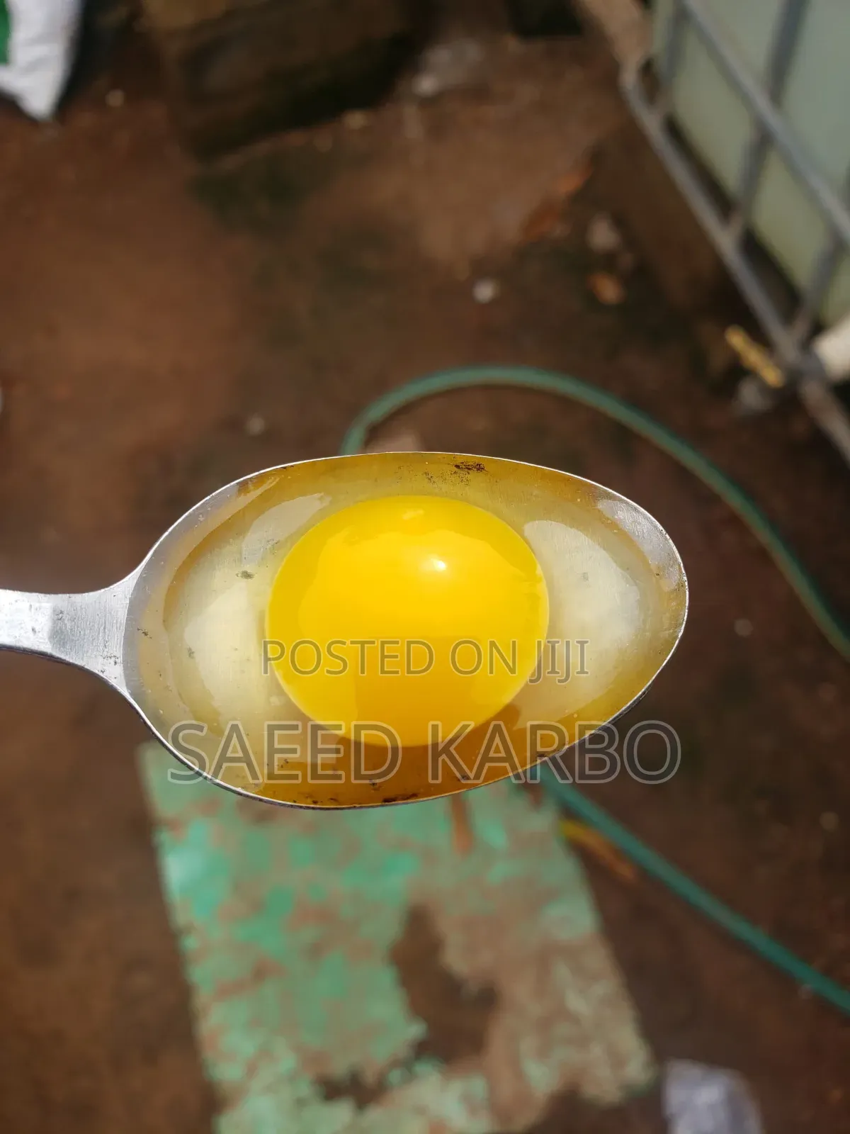 Quail Eggs