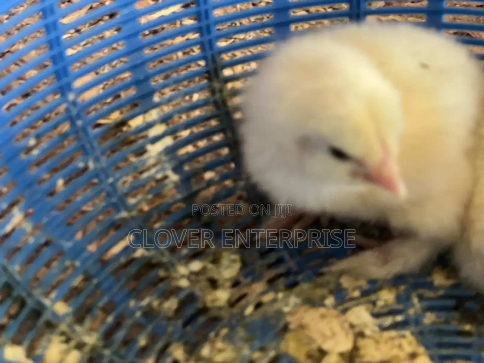 Dayold Brahma Chicks