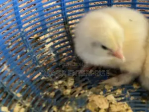 Dayold Brahma Chicks