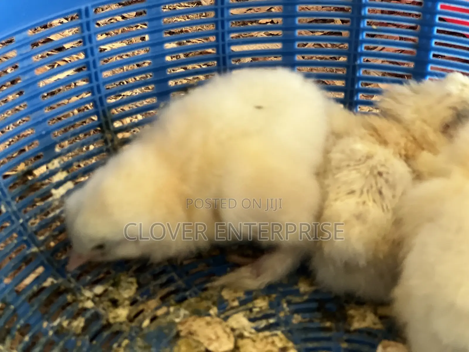 Dayold Brahma Chicks