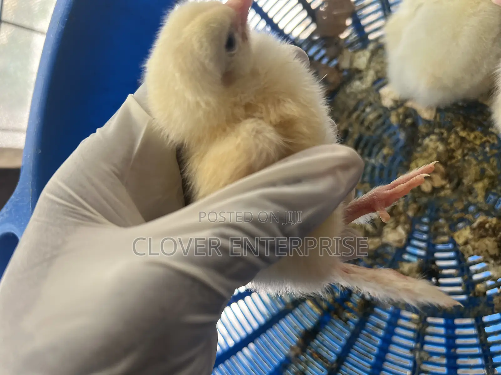 Dayold Brahma Chicks
