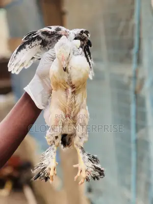 One Month to Two Months Brahma Chicken