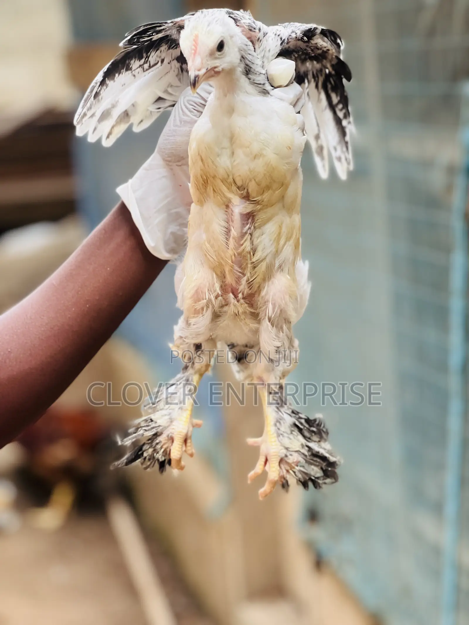 One Month to Two Months Brahma Chicken