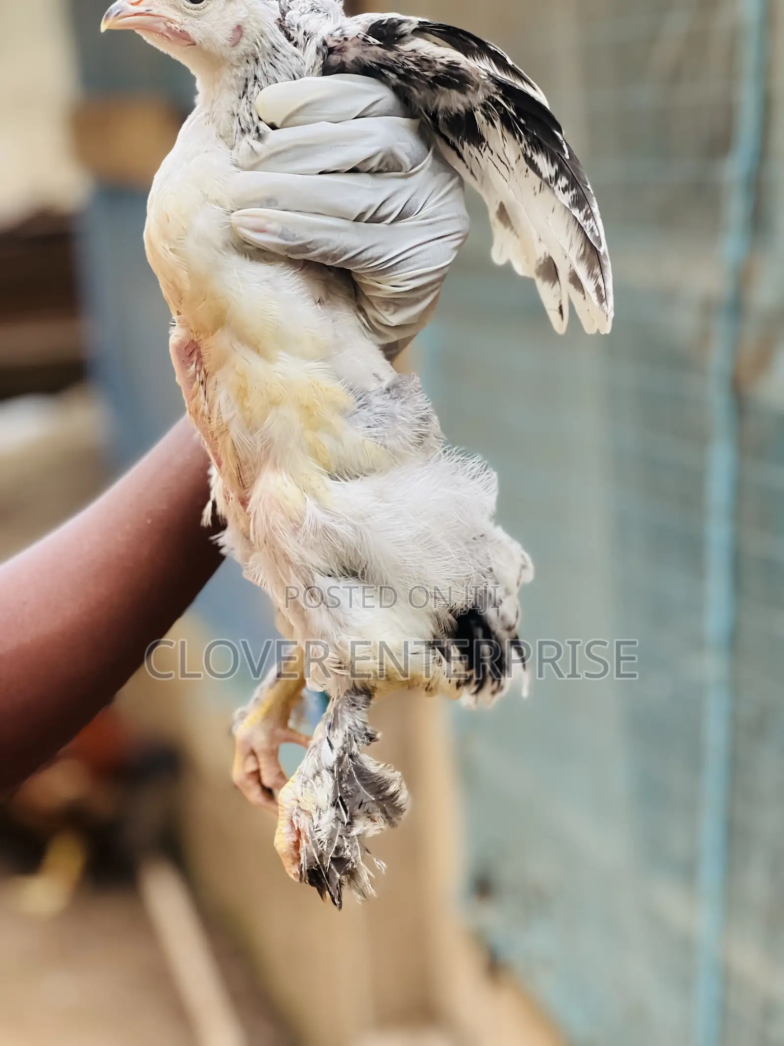 One Month to Two Months Brahma Chicken