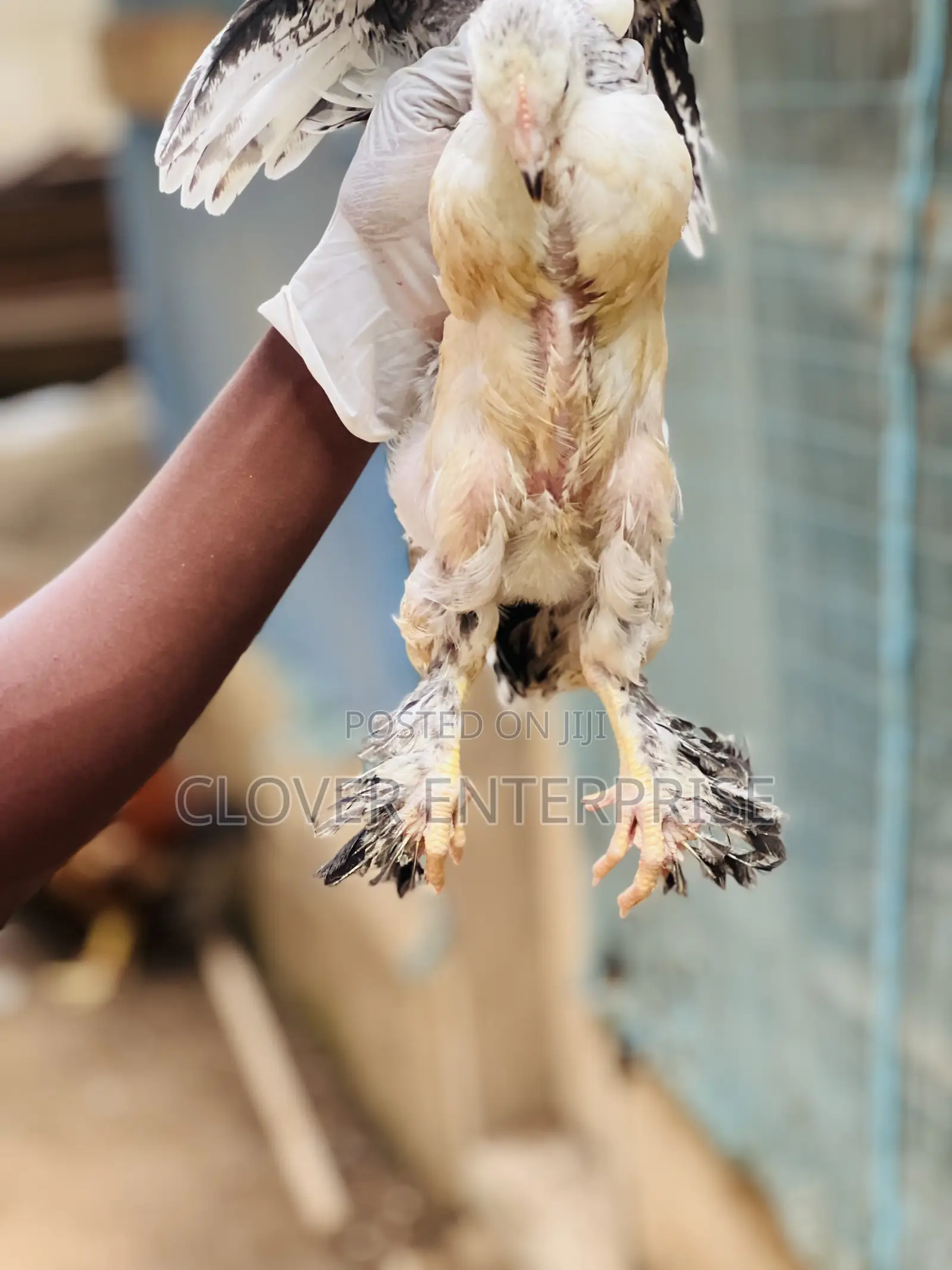 One Month to Two Months Brahma Chicken