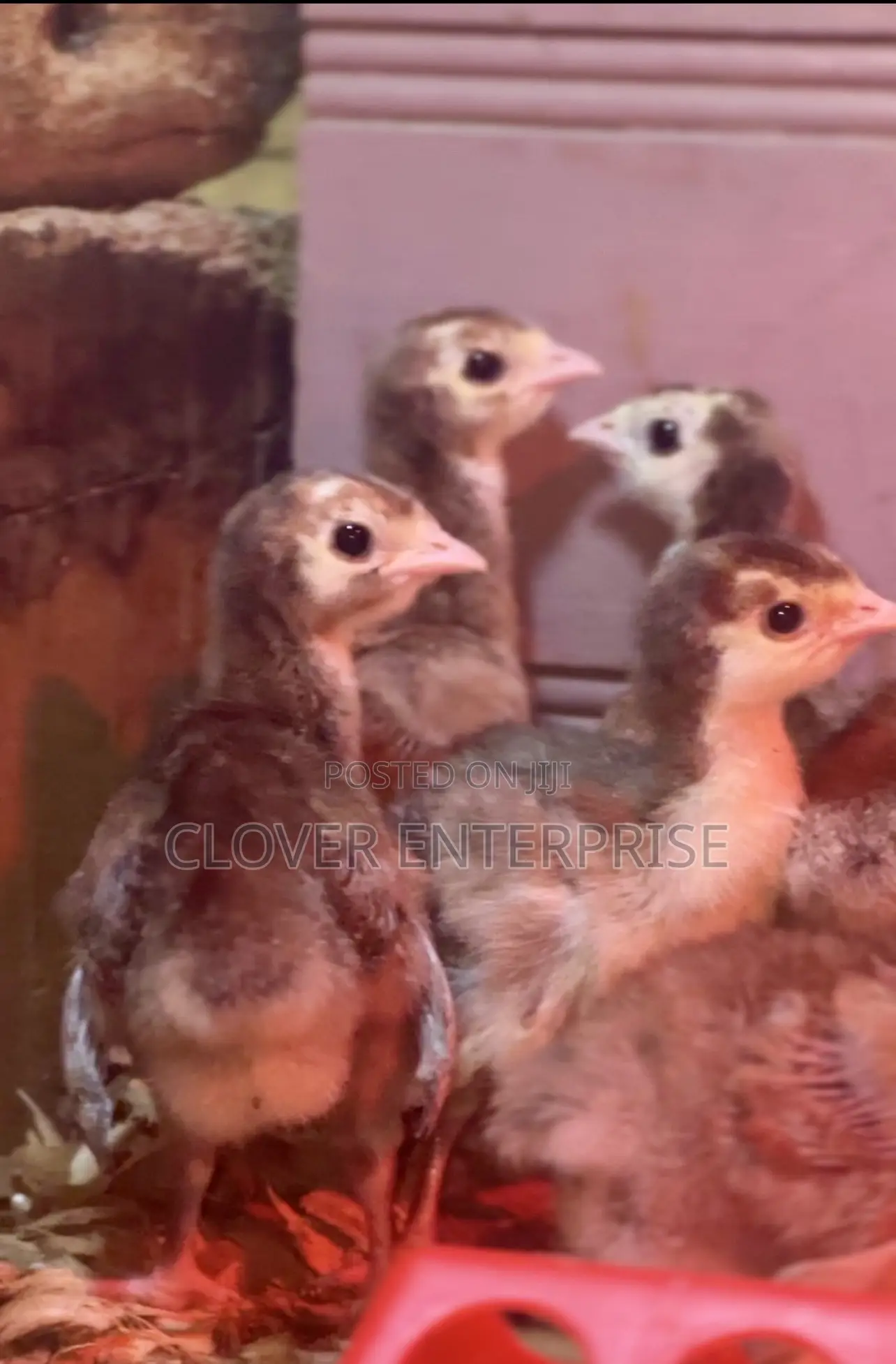 Dayold Bourbon Red or Brown Turkey