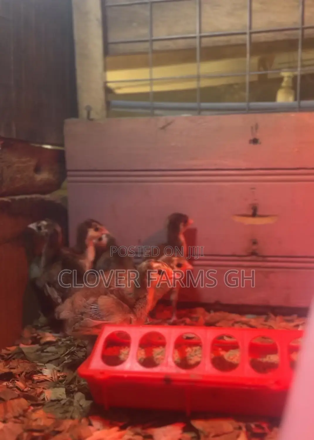 Dayold Bourbon Red or Brown Turkey