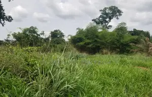 Central Region, Agona (Swedru) _ 200+ Acres Farmland