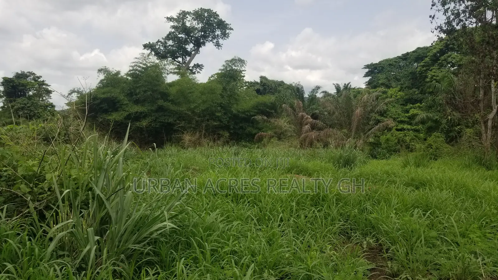 Central Region, Agona (Swedru) _ 200+ Acres Farmland