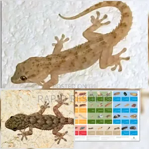 Wallgecko Specialist