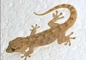 Wallgecko Specialist