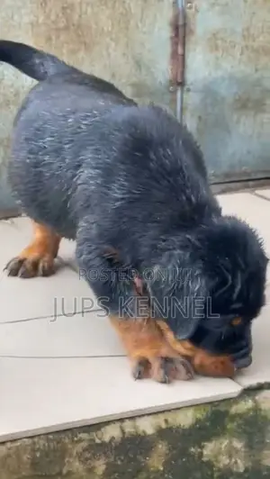 1-3 months Male Purebred Rottweiler