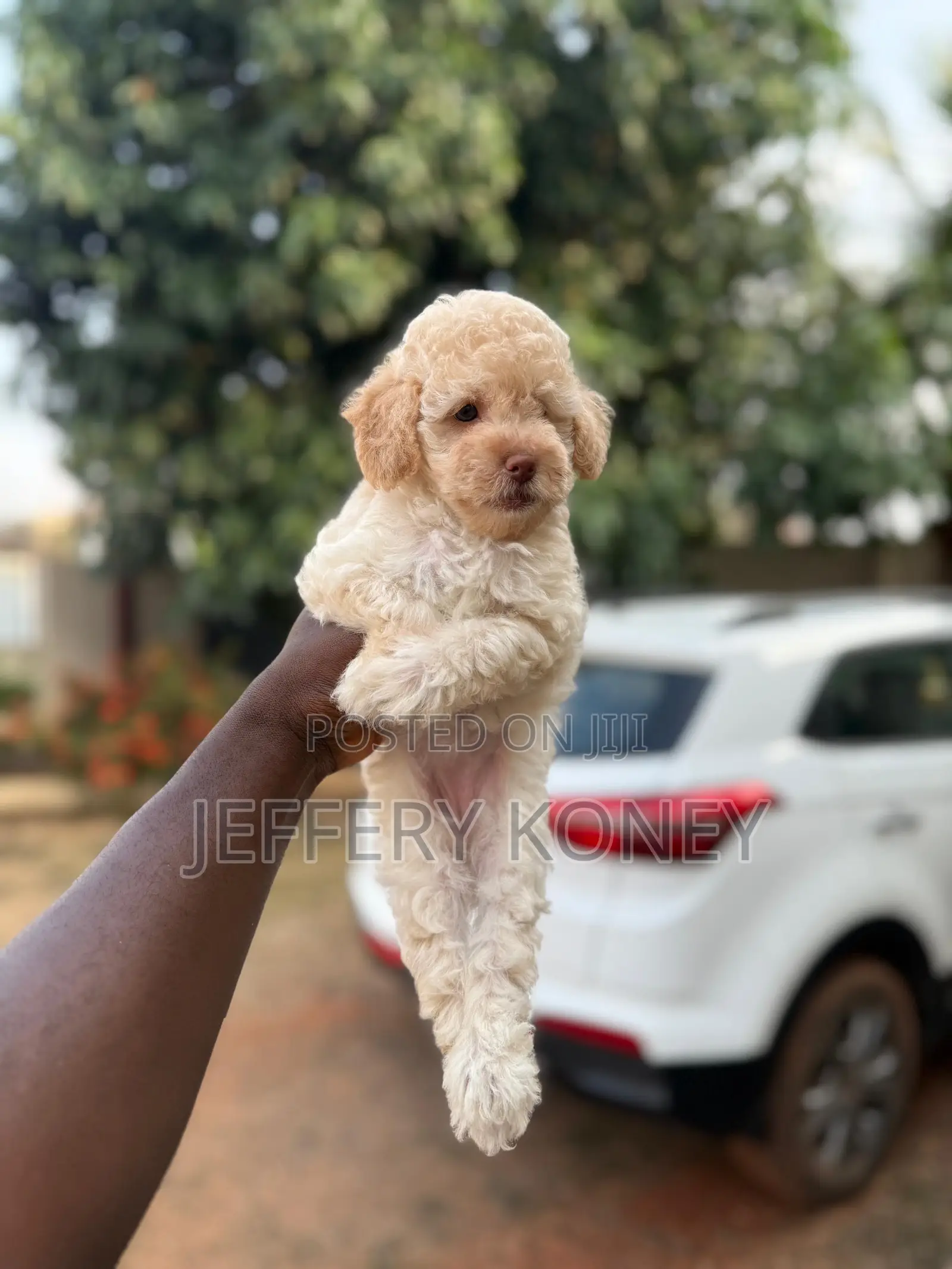 1-3 months Female Purebred Poodle