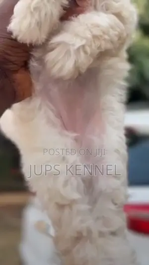 1-3 months Female Purebred Poodle