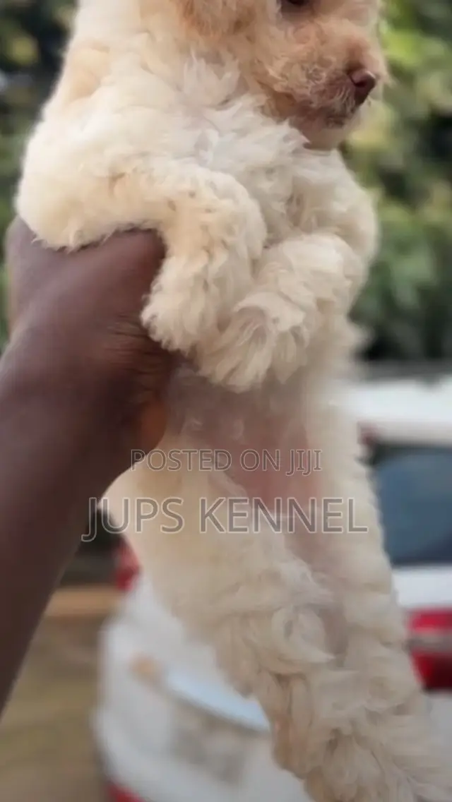 1-3 months Female Purebred Poodle