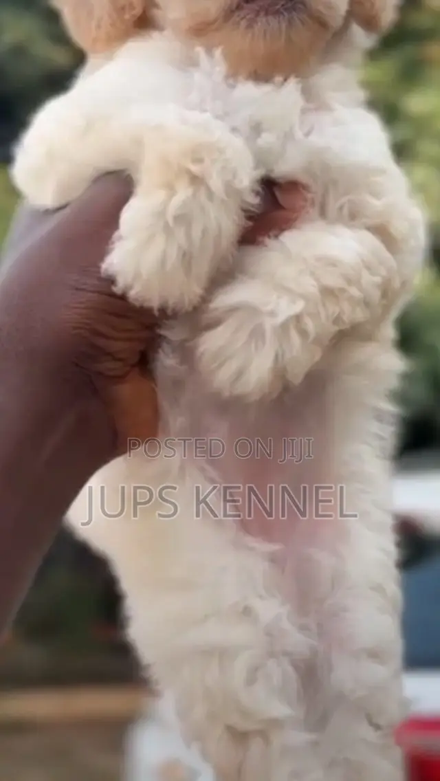 1-3 months Female Purebred Poodle