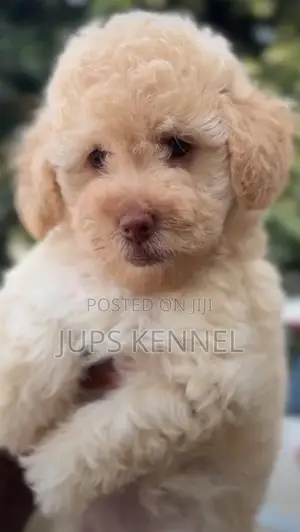 1-3 months Female Purebred Poodle