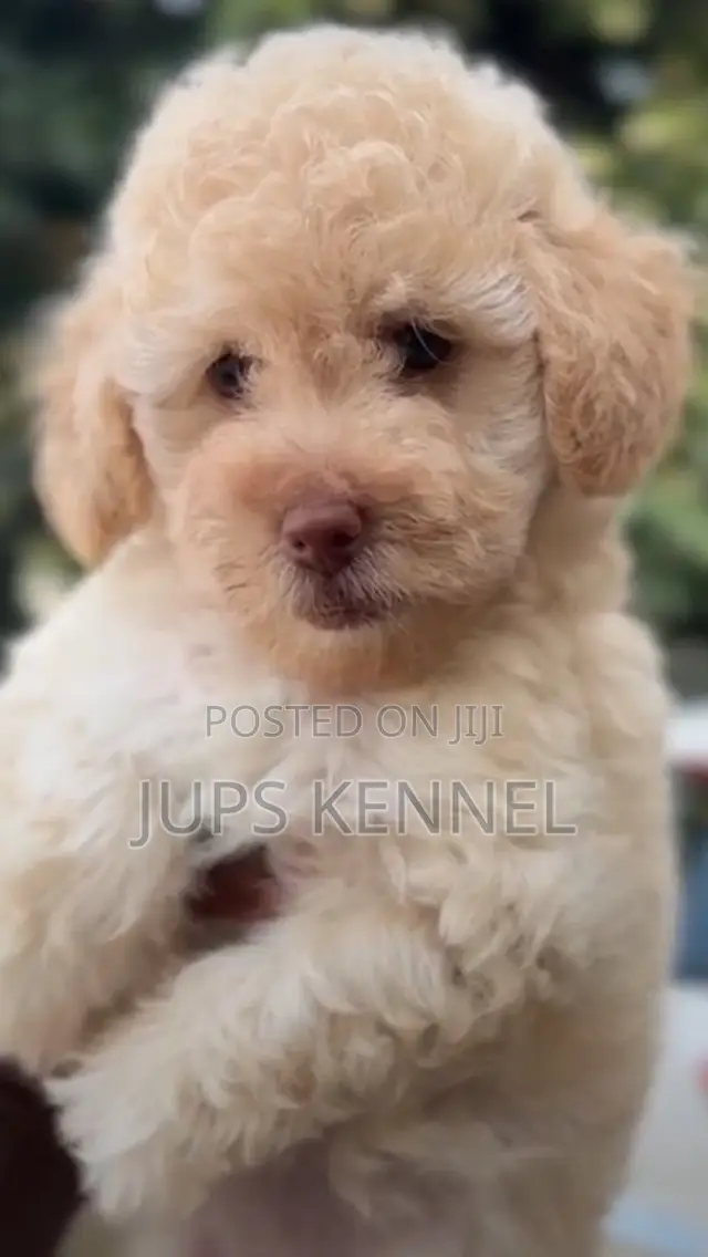 1-3 months Female Purebred Poodle
