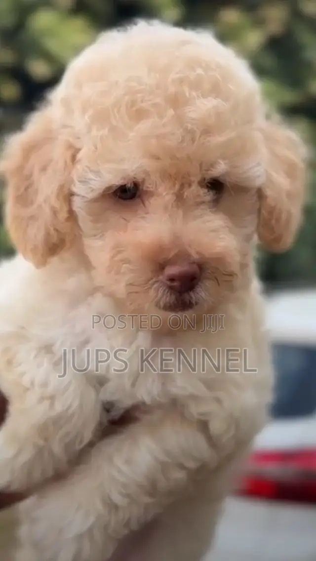 1-3 months Female Purebred Poodle