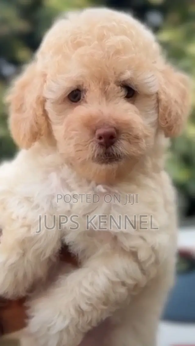 1-3 months Female Purebred Poodle