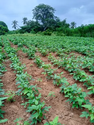 Avenorpeme Land