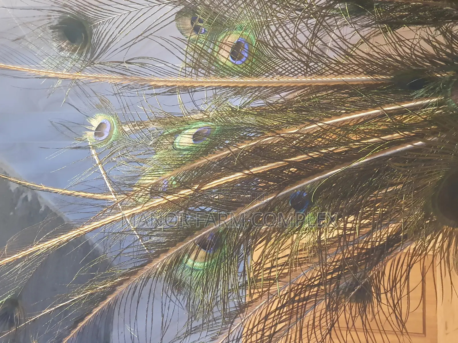 Natural Peacock Feathers
