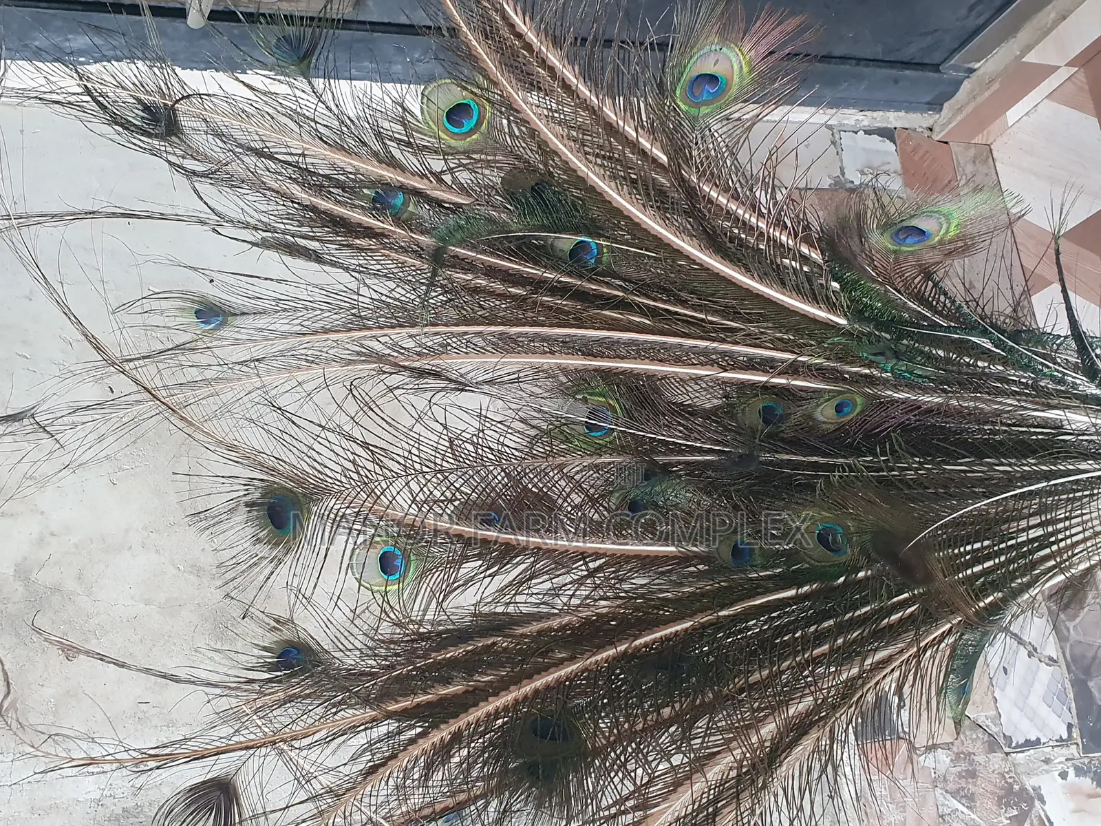 Natural Peacock Feathers