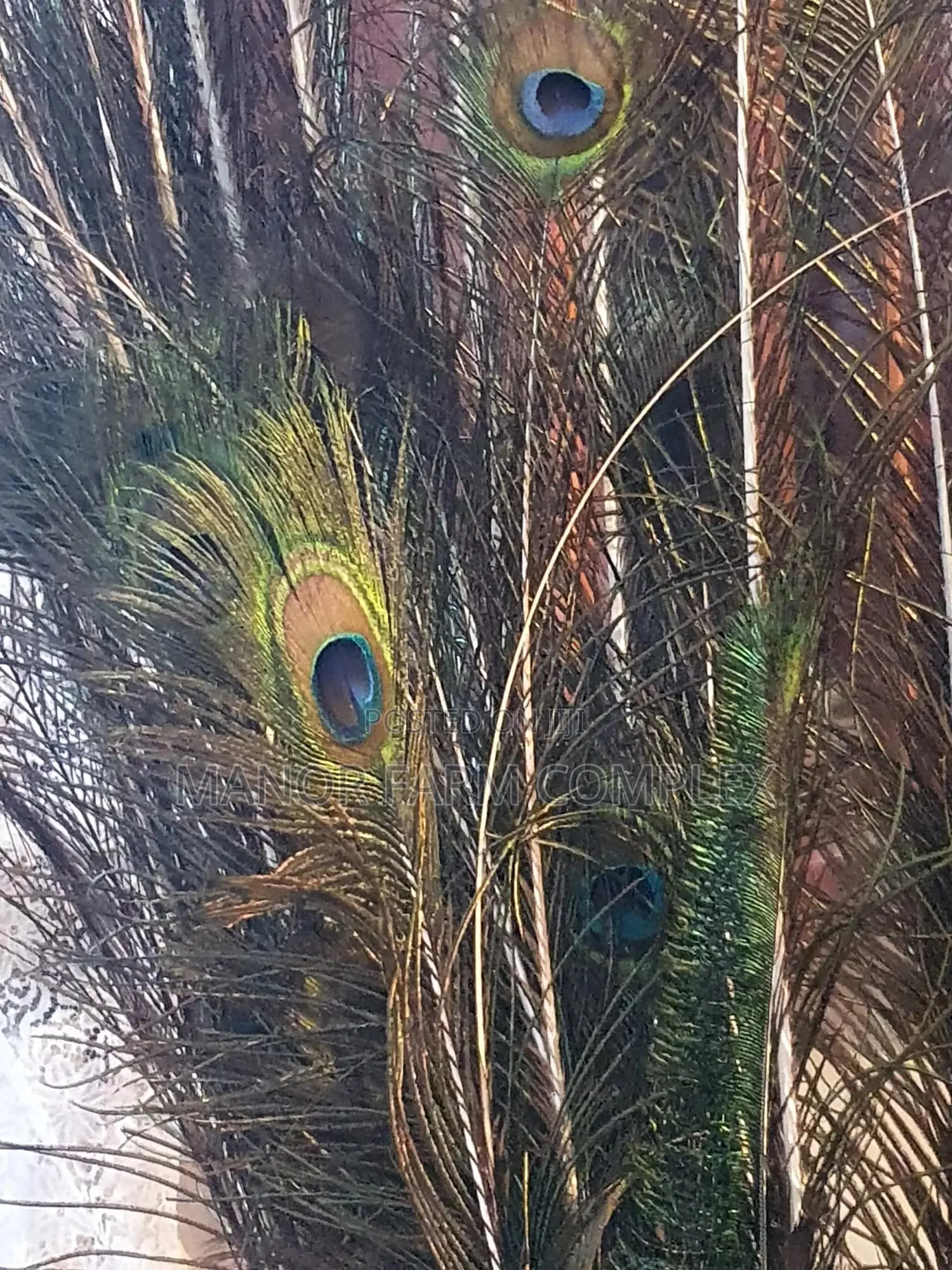 Natural Peacock Feathers