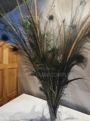 Natural Peacock Feathers