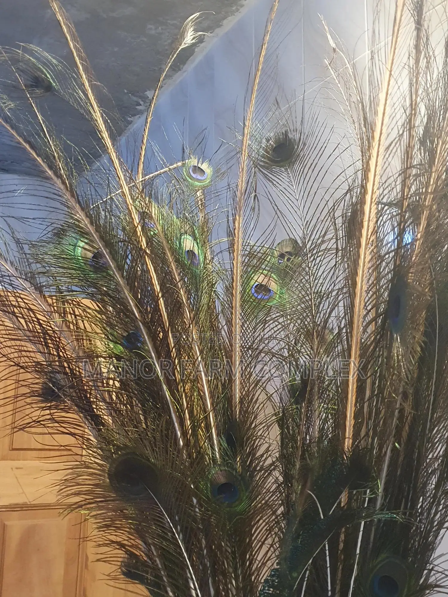 Natural Peacock Feathers