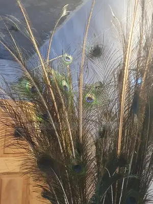Natural Peacock Feathers