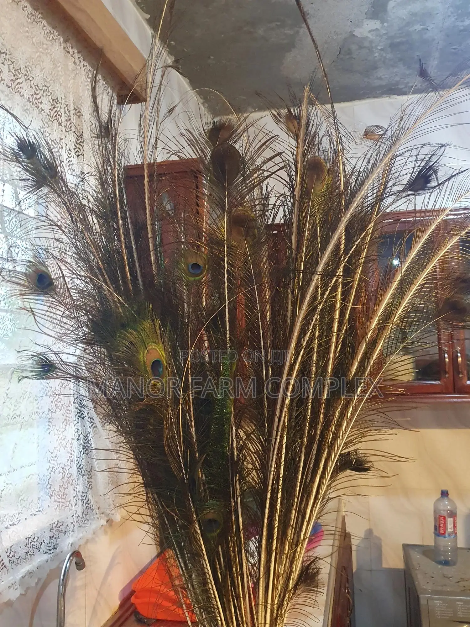 Natural Peacock Feathers