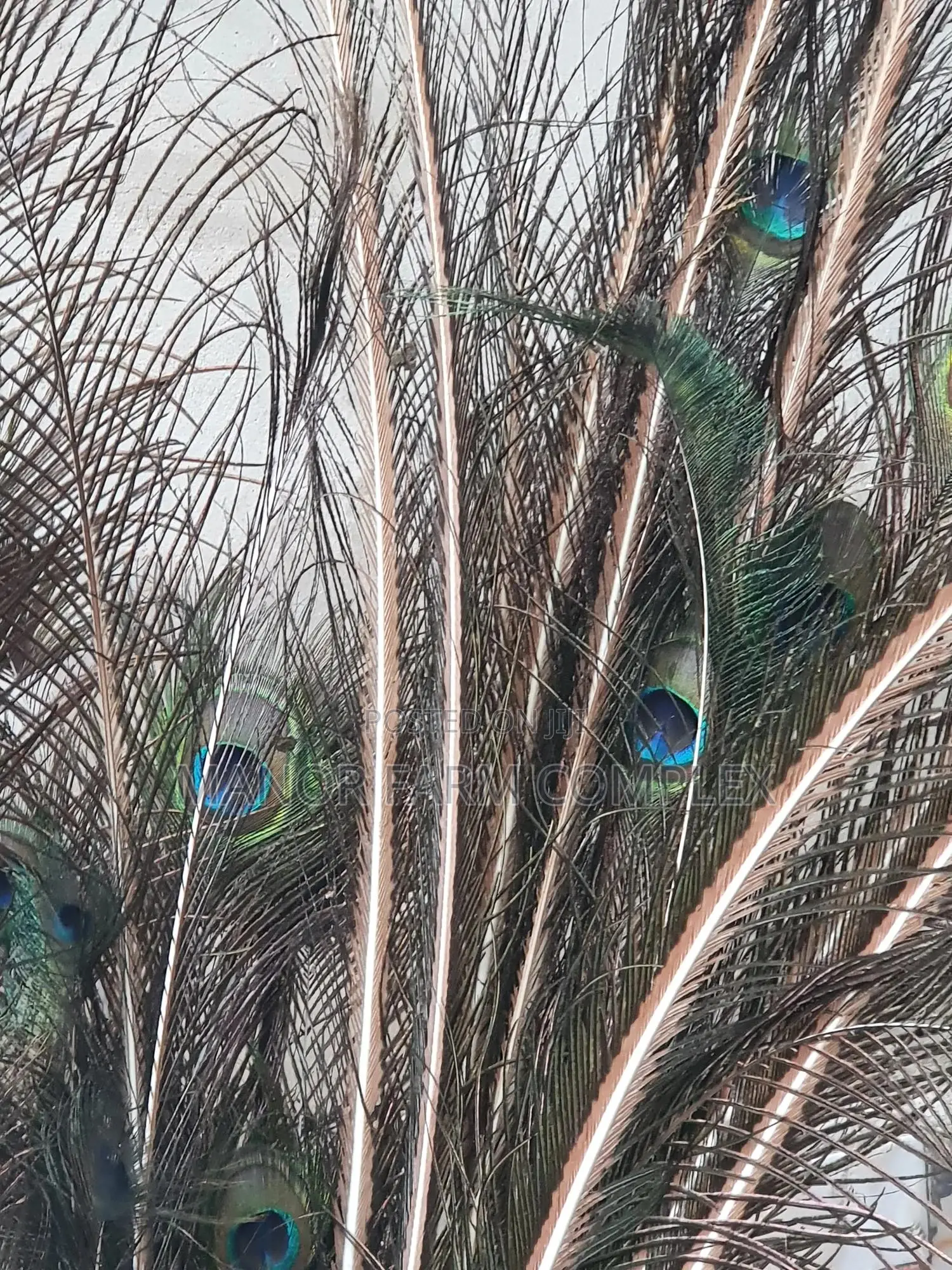 Natural Peacock Feathers
