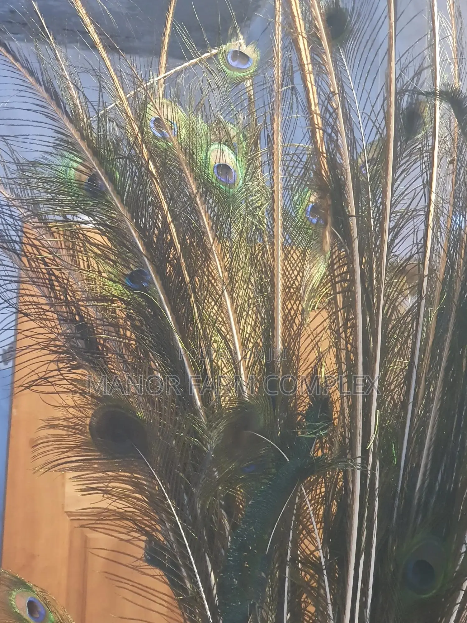 Natural Peacock Feathers